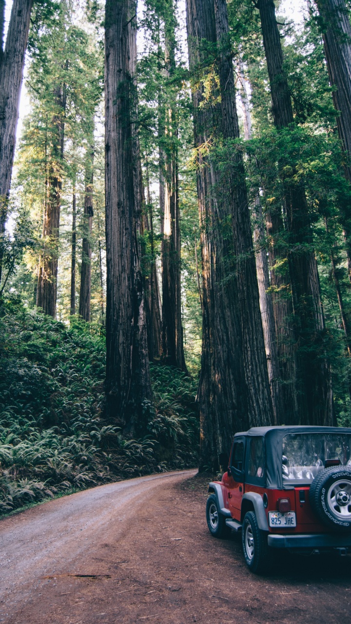 Black Suv on Road in Between Trees During Daytime. Wallpaper in 720x1280 Resolution