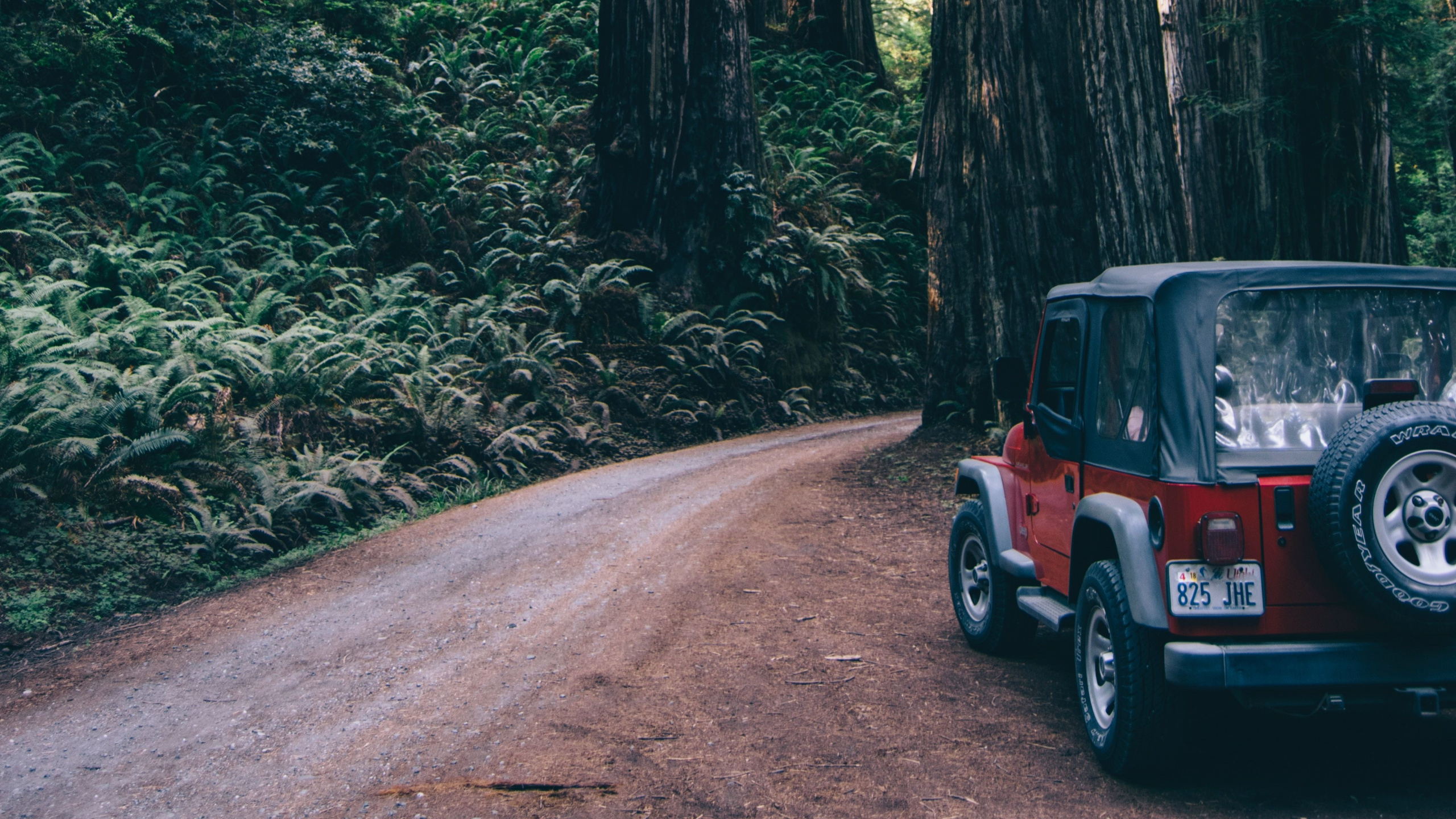 森林, 自然环境, 古老的森林, 性质, 林地 壁纸 2560x1440 允许