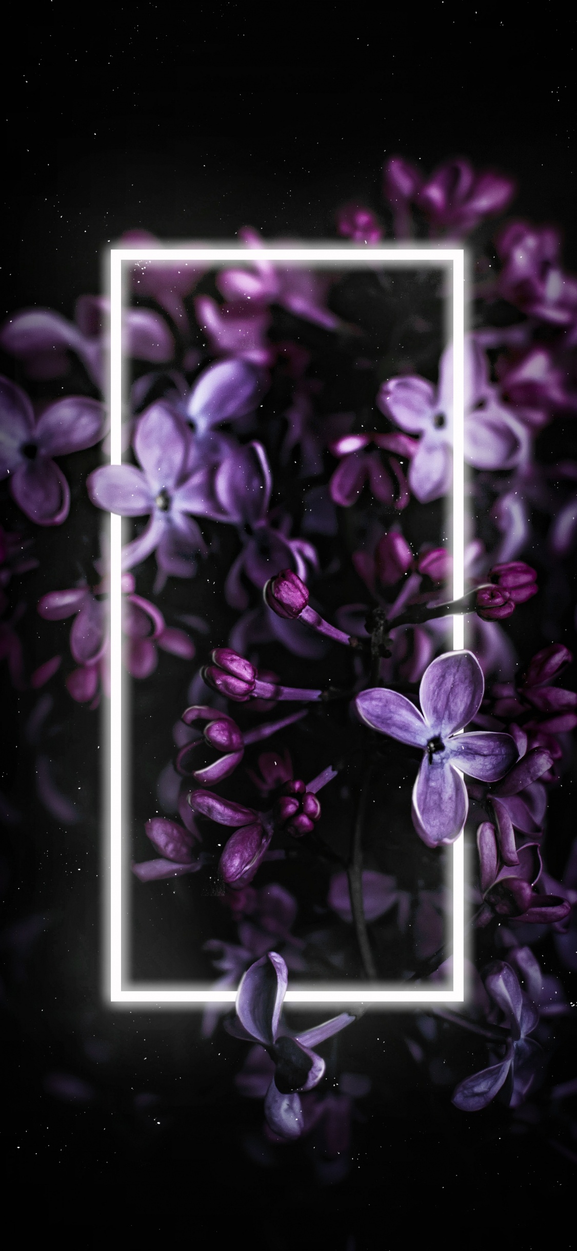 Lila, Morado, Pétalo, Sucursal, Violeta. Wallpaper in 1125x2436 Resolution