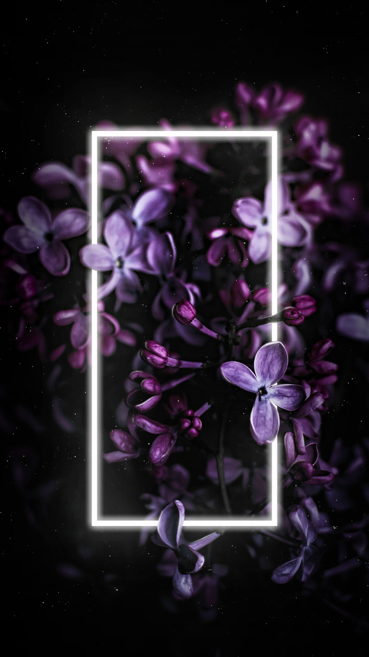 Lila, Morado, Pétalo, Sucursal, Violeta. Wallpaper in 750x1334 Resolution