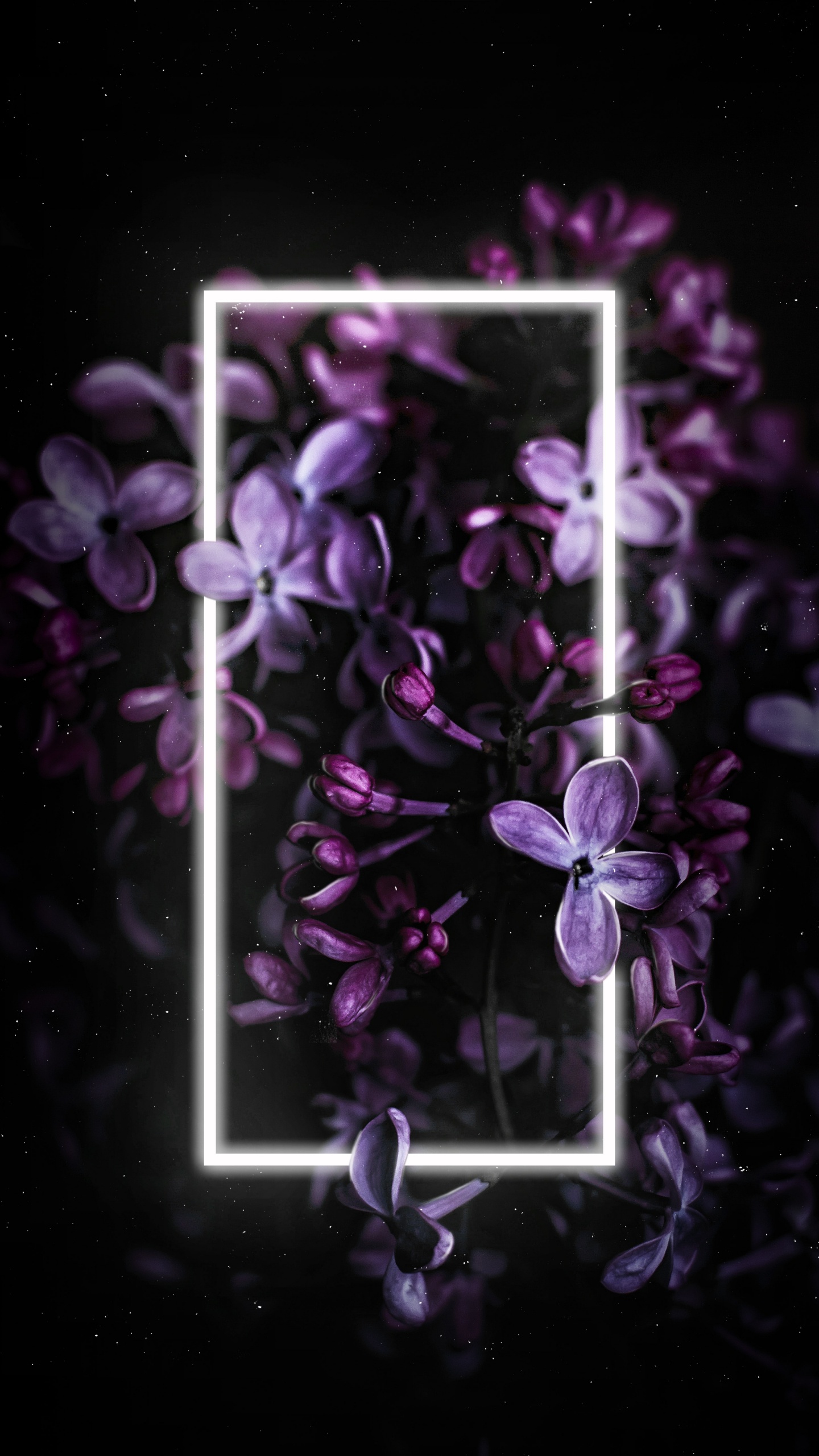 Lila, Purpur, Blütenblatt, Branch, Veilchen. Wallpaper in 1440x2560 Resolution