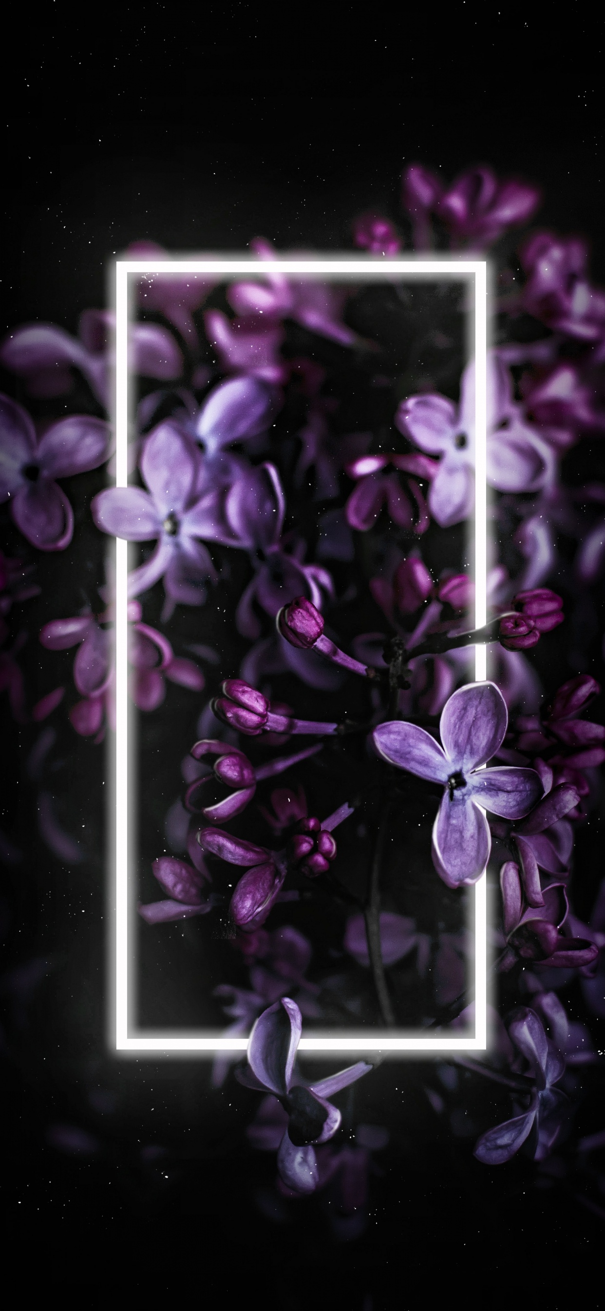 Lilac, Flower, Purple, Plant, Petal. Wallpaper in 1242x2688 Resolution