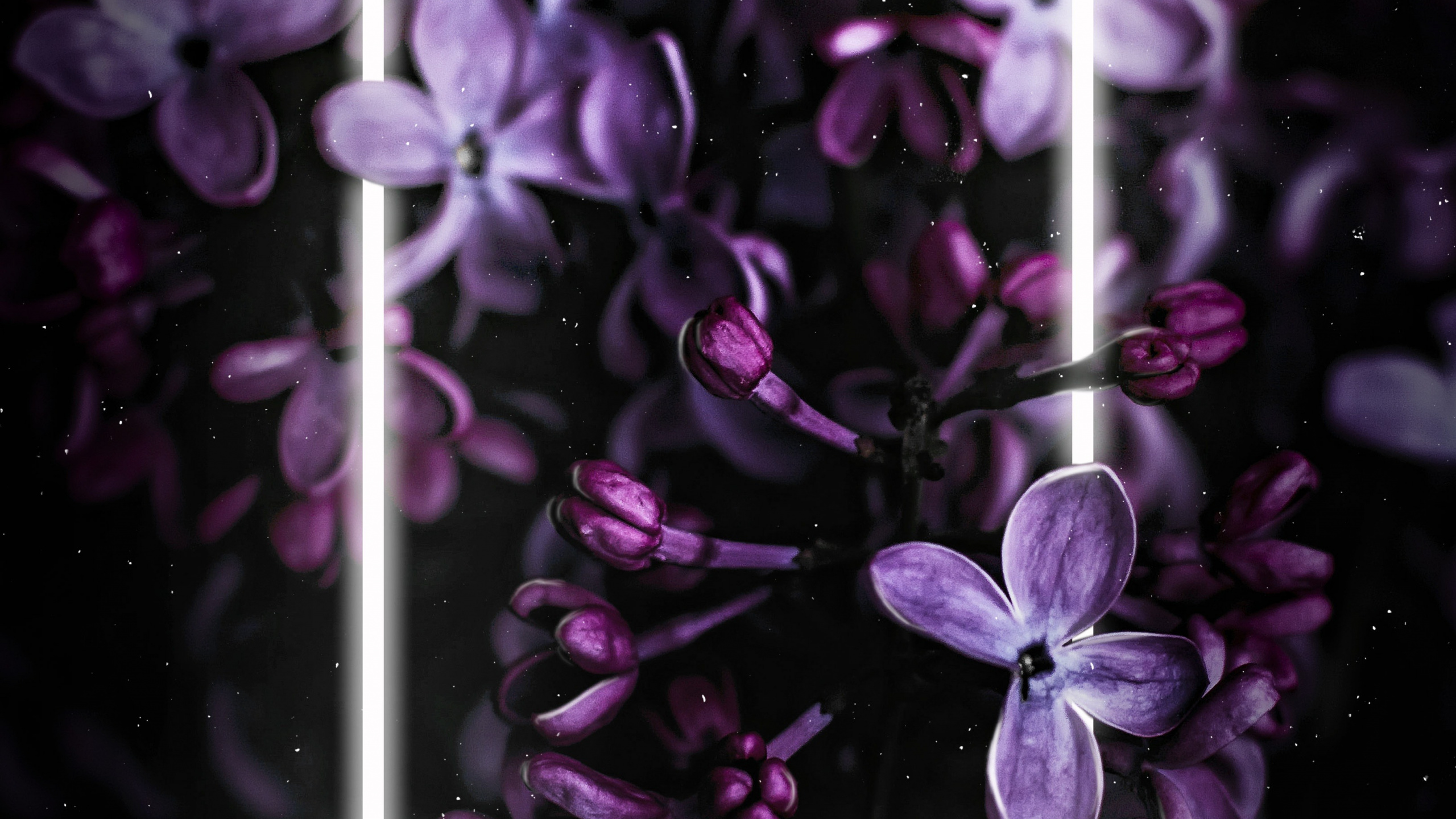 Lilac, Flower, Purple, Plant, Petal. Wallpaper in 2560x1440 Resolution