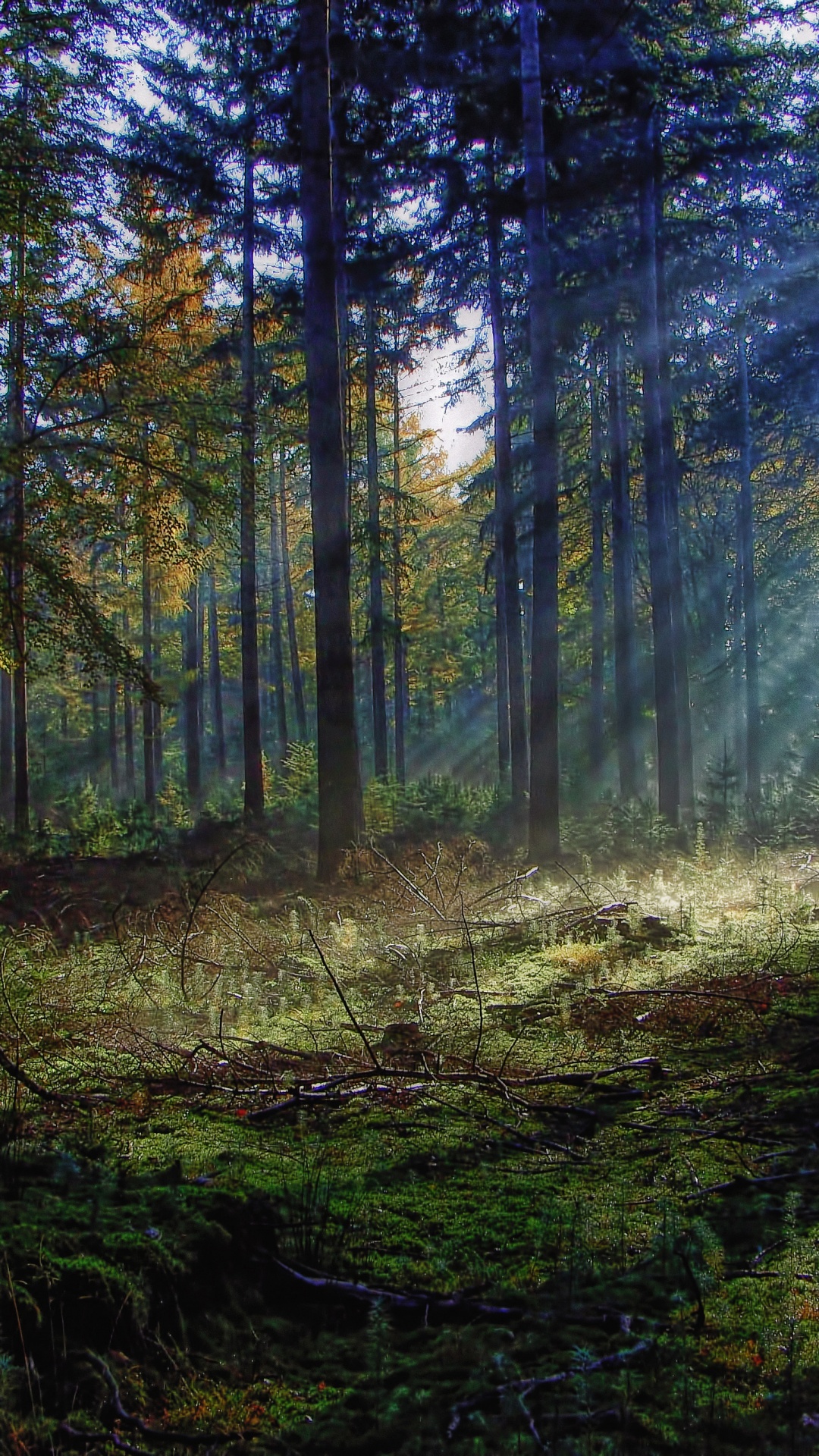Tagsüber Grüne Bäume im Wald. Wallpaper in 1080x1920 Resolution