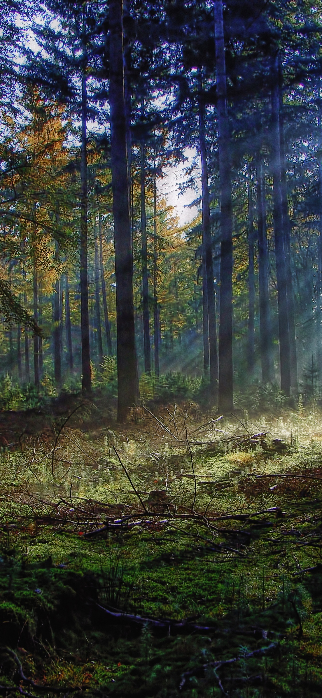 Tagsüber Grüne Bäume im Wald. Wallpaper in 1125x2436 Resolution