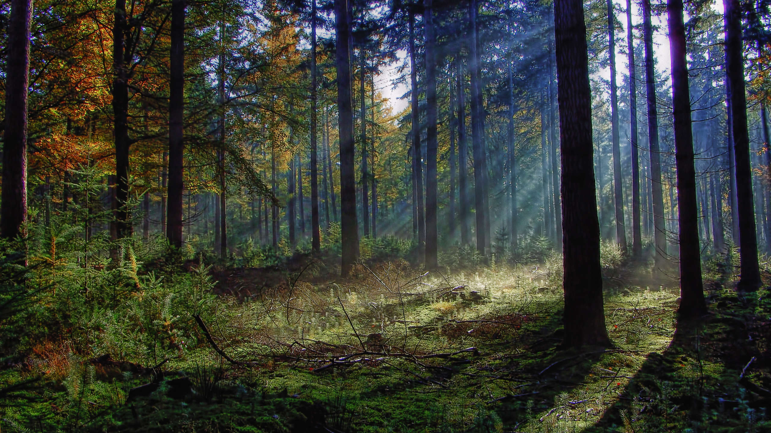 Tagsüber Grüne Bäume im Wald. Wallpaper in 2560x1440 Resolution