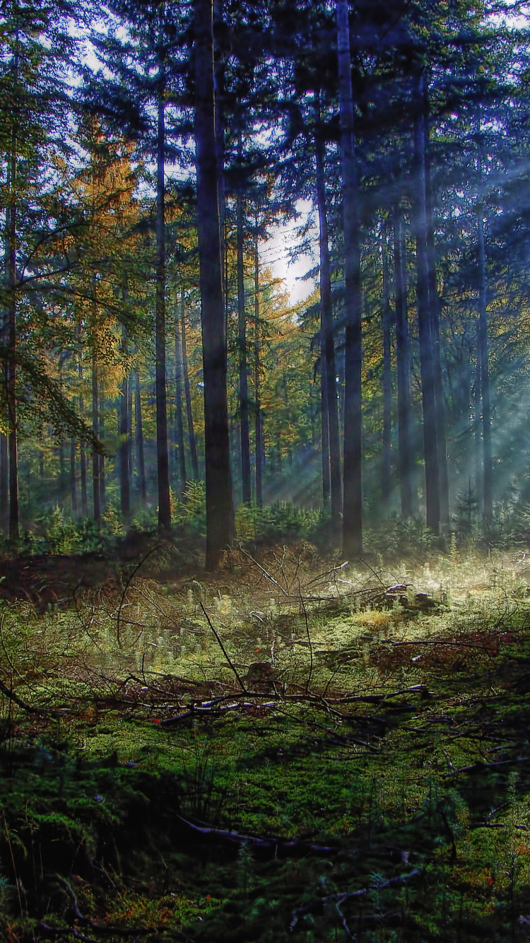 Tagsüber Grüne Bäume im Wald. Wallpaper in 750x1334 Resolution