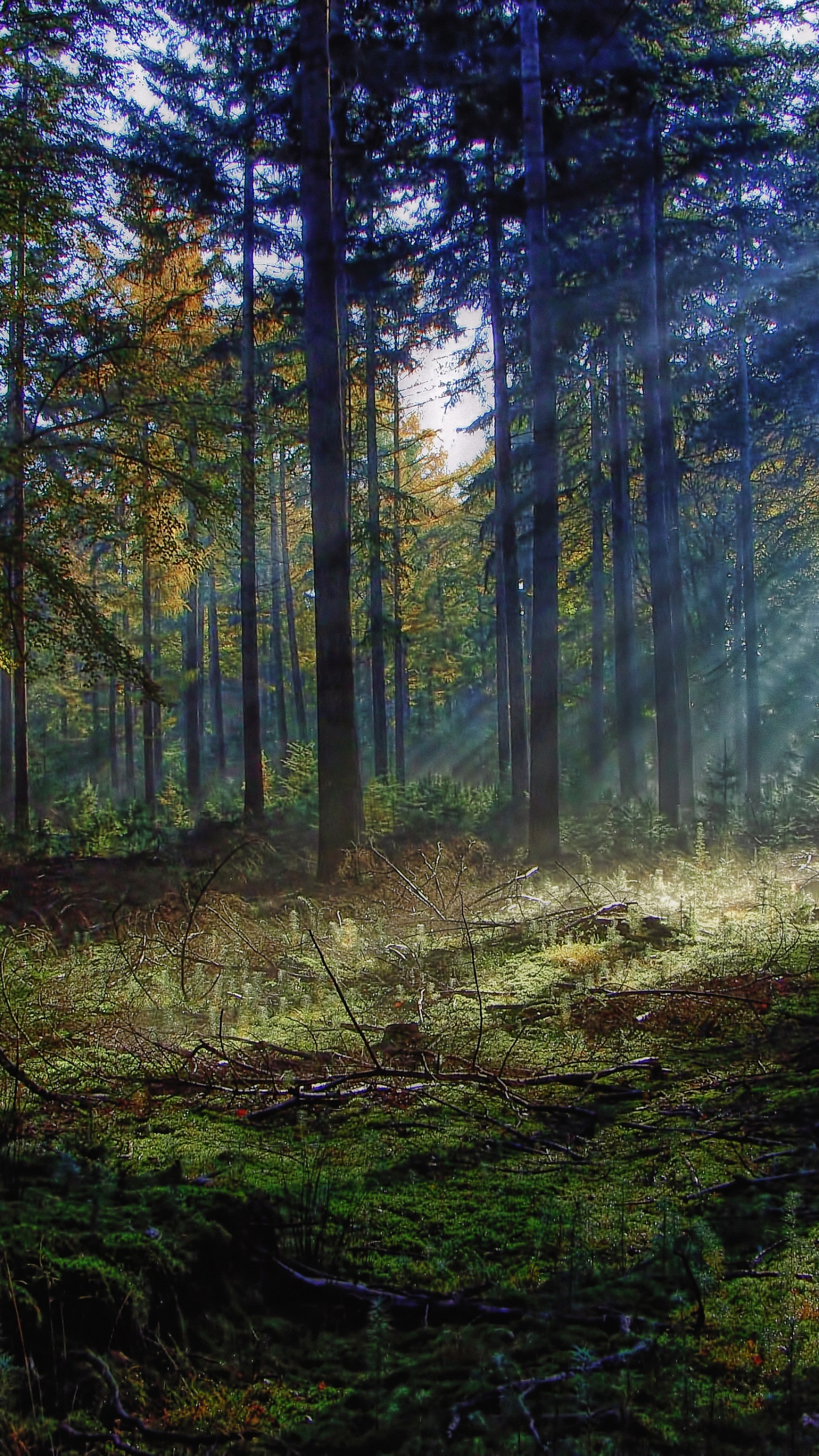 Green Trees on Forest During Daytime. Wallpaper in 1440x2560 Resolution