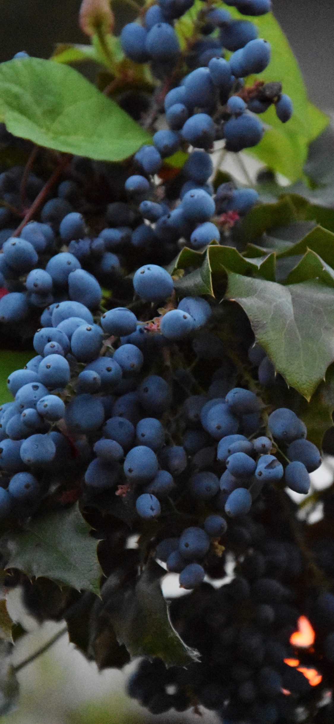 Blaue Beeren in Tilt-Shift-Linse. Wallpaper in 1125x2436 Resolution