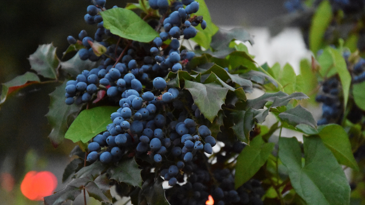 Blaue Beeren in Tilt-Shift-Linse. Wallpaper in 1280x720 Resolution