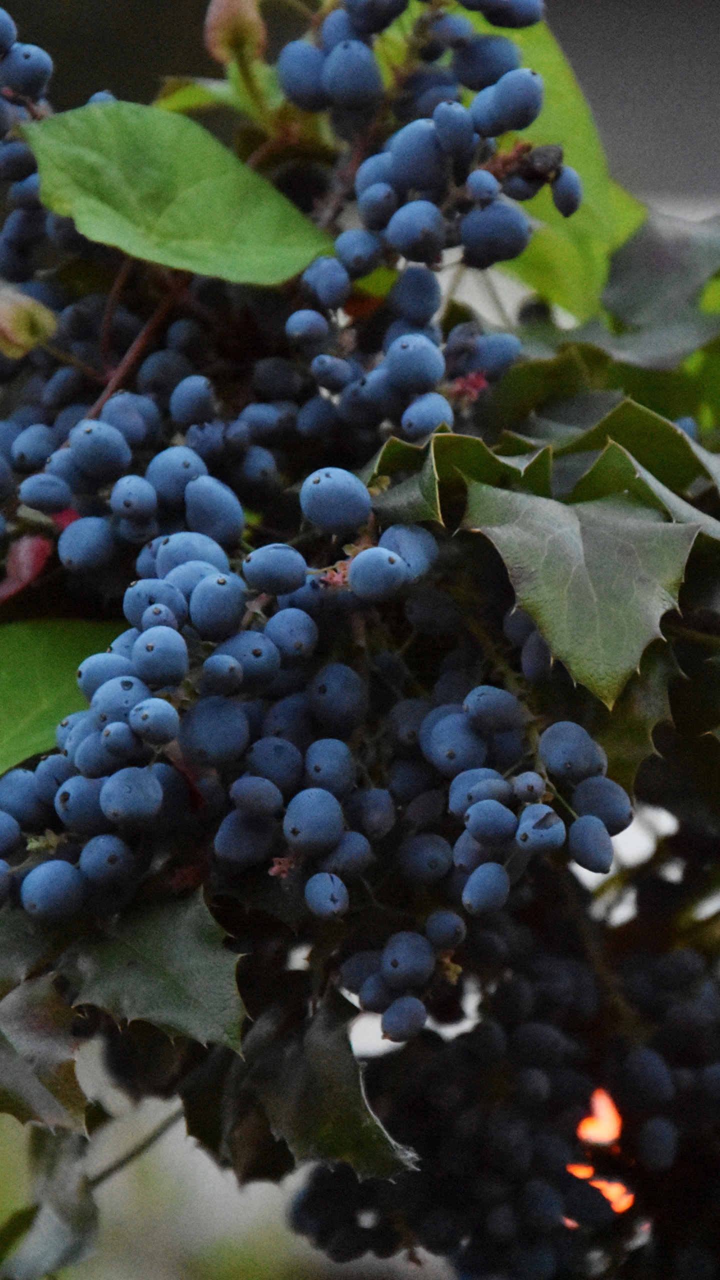 Blaue Beeren in Tilt-Shift-Linse. Wallpaper in 1440x2560 Resolution