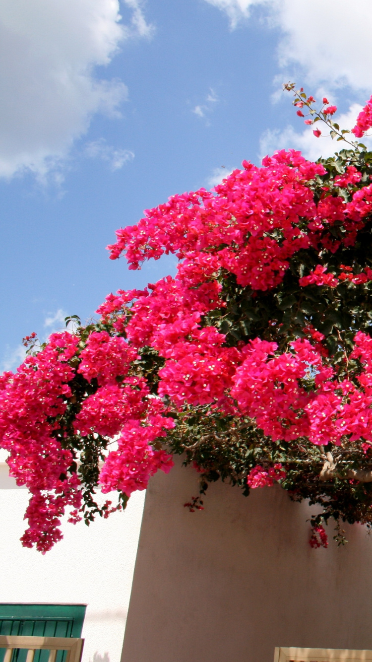 Rosa Und Grüner Blumenbaum. Wallpaper in 750x1334 Resolution