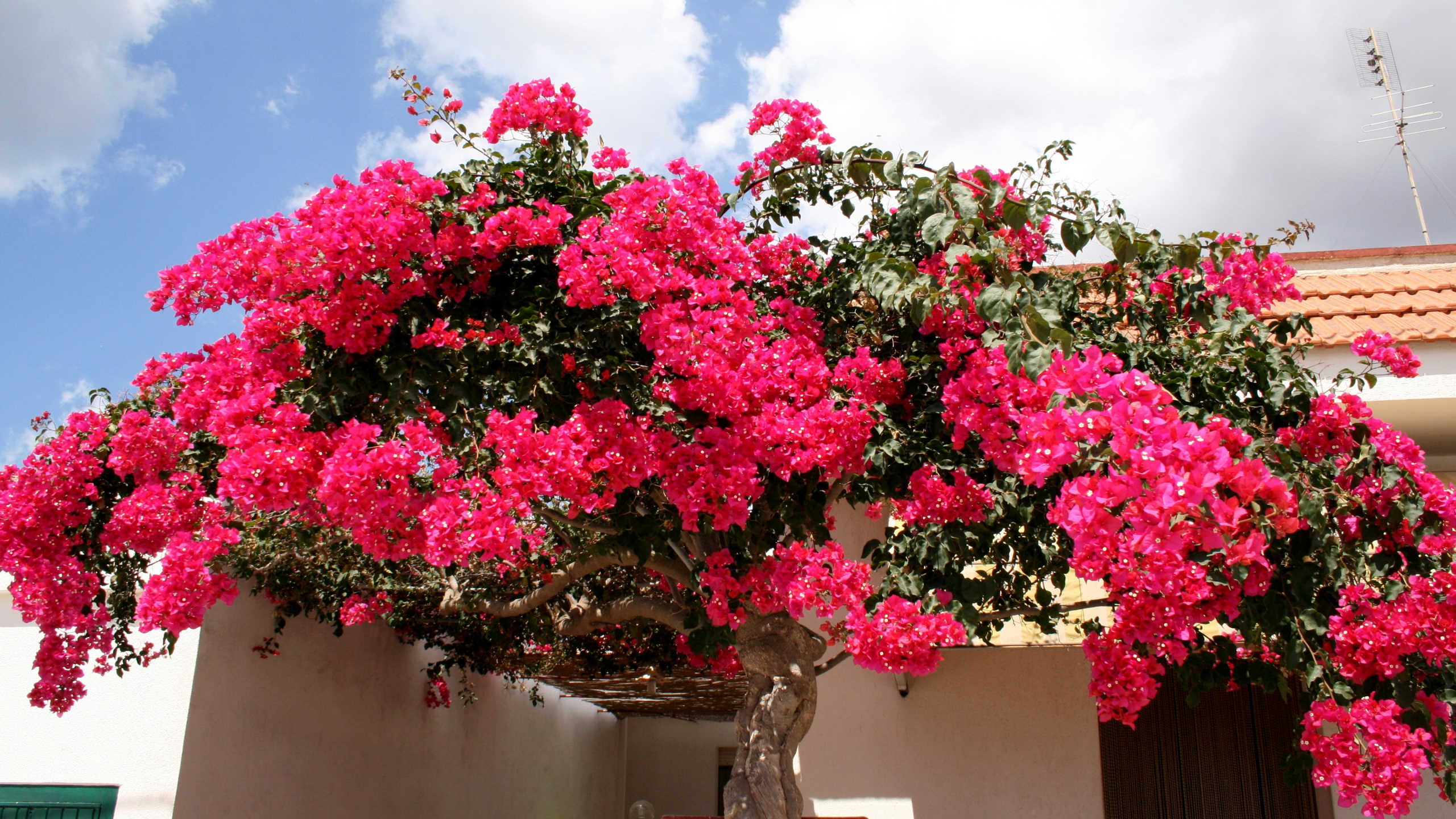 Pink and Green Flower Tree. Wallpaper in 2560x1440 Resolution