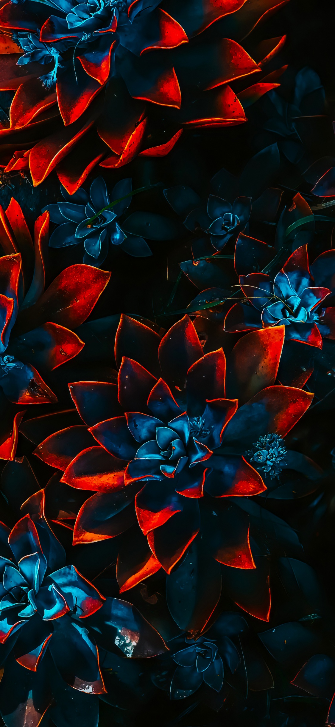 Color Scheme, Flower, Plant, Petal, Art. Wallpaper in 1125x2436 Resolution
