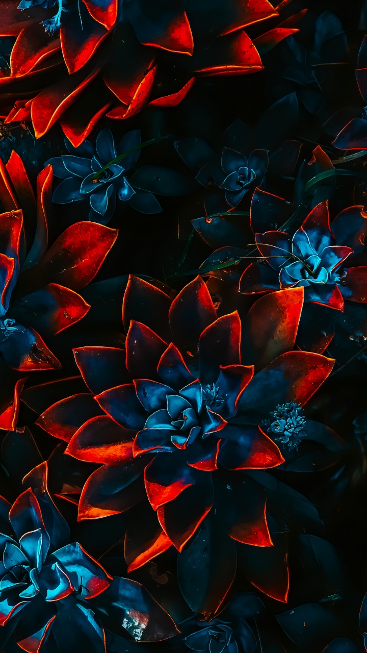 Color Scheme, Flower, Plant, Petal, Art. Wallpaper in 720x1280 Resolution