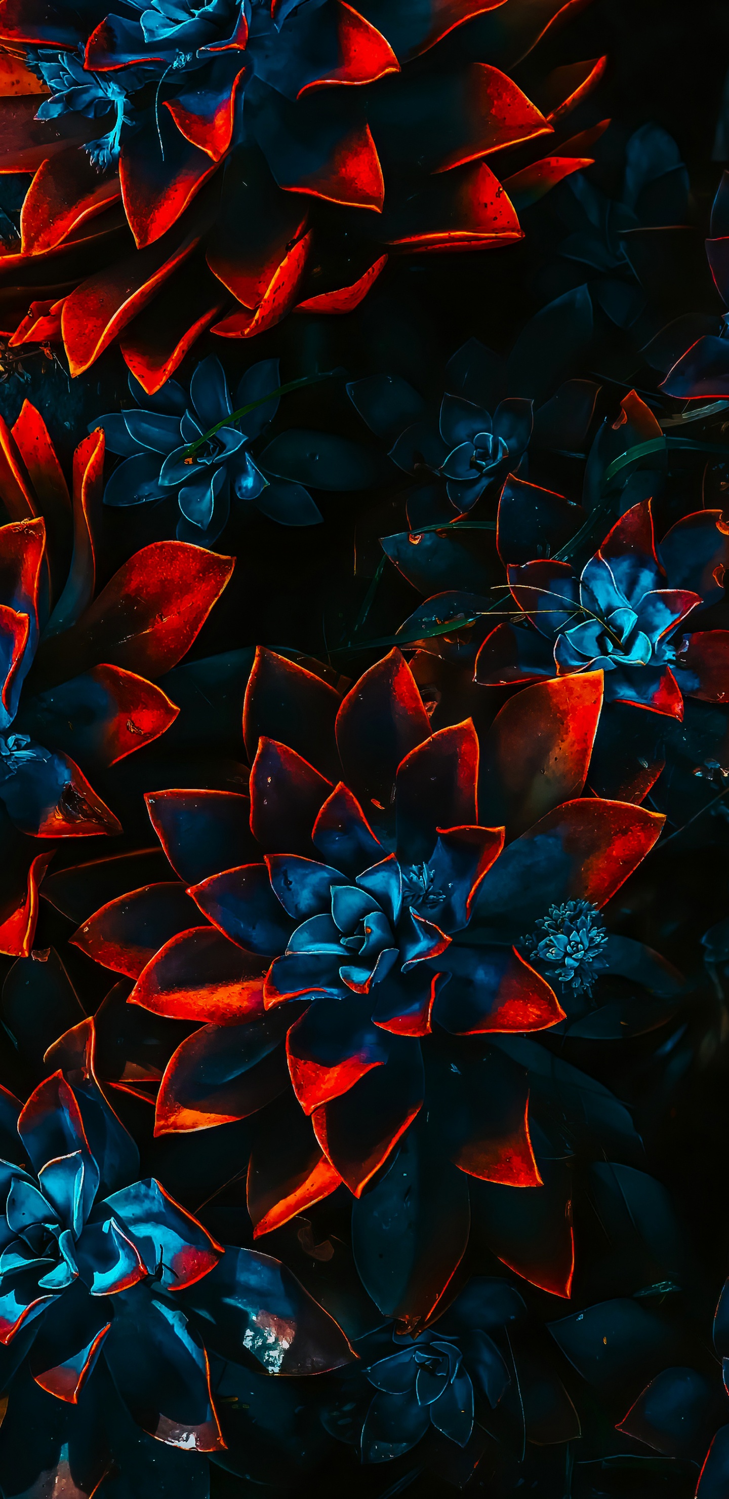 Farbschema, Blütenblatt, Kunst, Malerei, Terrestrische Pflanzen. Wallpaper in 1440x2960 Resolution