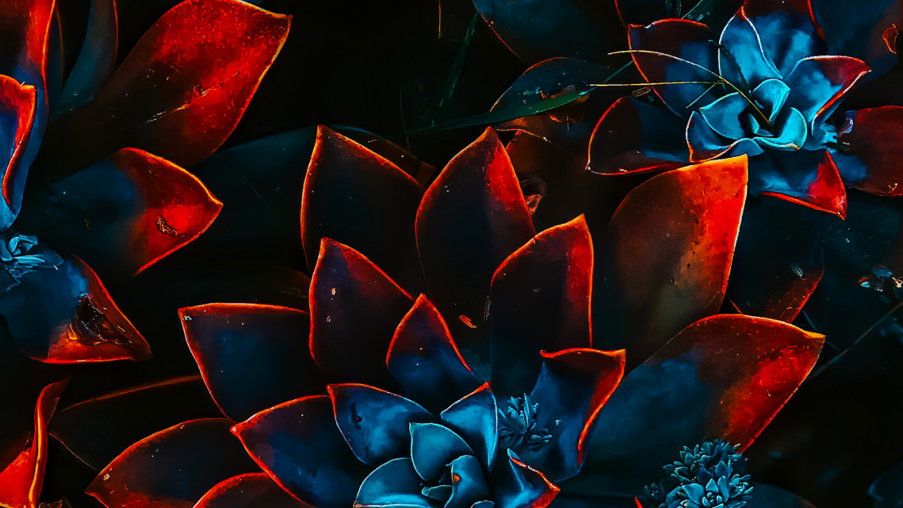 Schéma de Couleur, Pétale, Art, Plante Terrestre, de Teintes et de Nuances. Wallpaper in 1280x720 Resolution