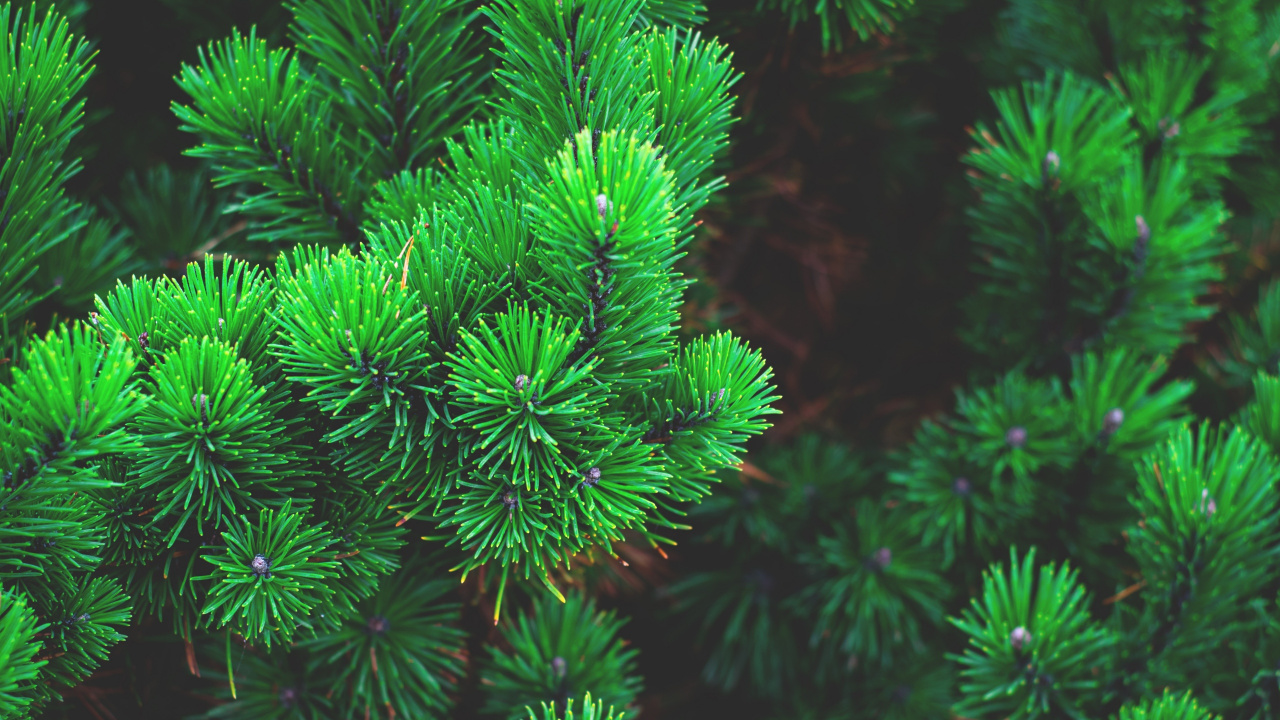 Green Pine Tree With Water Droplets. Wallpaper in 1280x720 Resolution