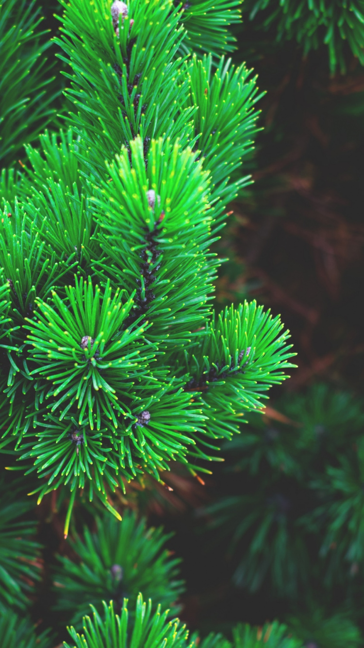 Pin Vert Avec Des Gouttelettes D'eau. Wallpaper in 750x1334 Resolution