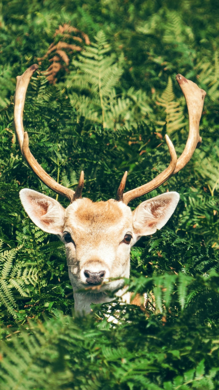 Pflanzen Tiere, Hirsch, Europäischer Damhirsch, Reh, Geweih. Wallpaper in 720x1280 Resolution