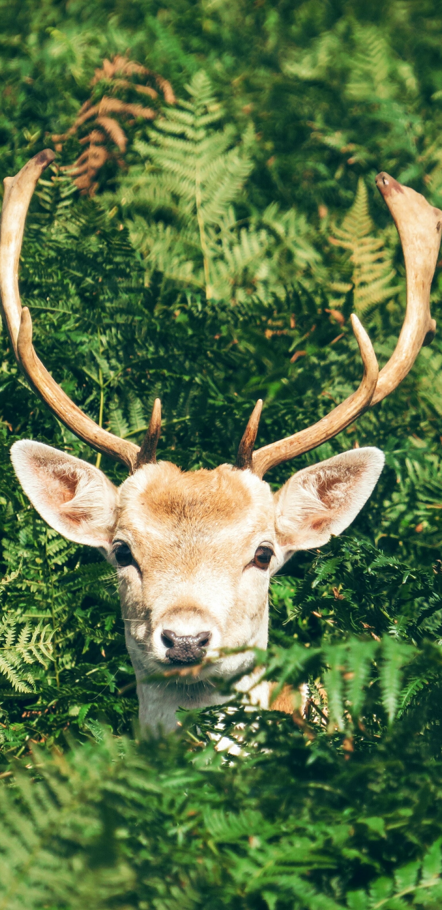 Plantas Animales, Ciervo, Gamo Europeo, Corzo, Asta. Wallpaper in 1440x2960 Resolution