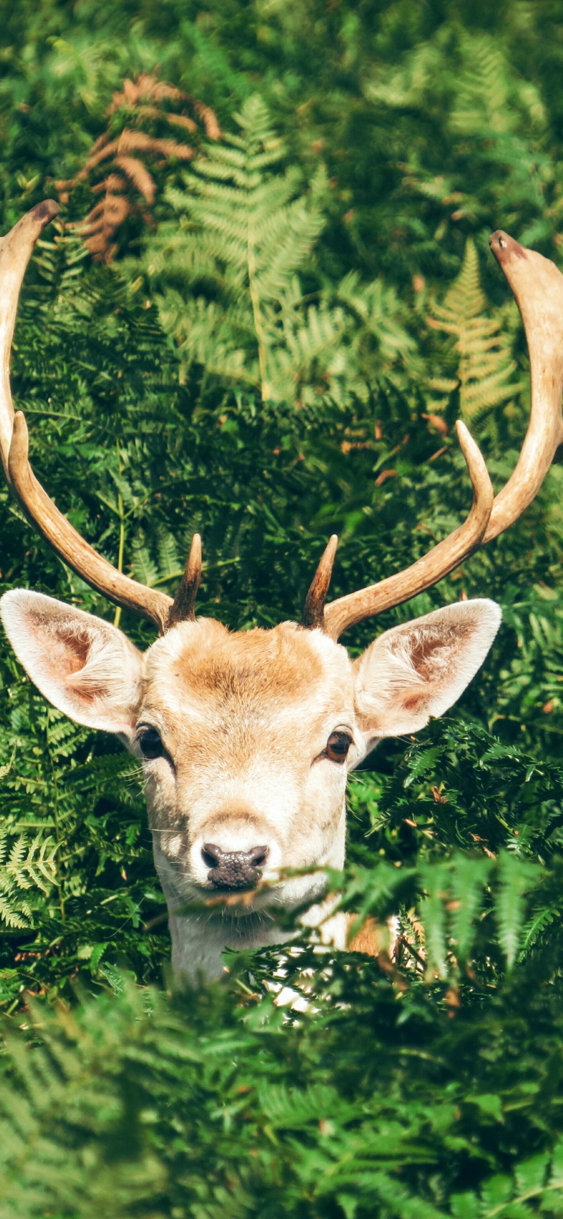 Plants Animals, Deer, European Fallow Deer, Roe Deer, Antler. Wallpaper in 1125x2436 Resolution