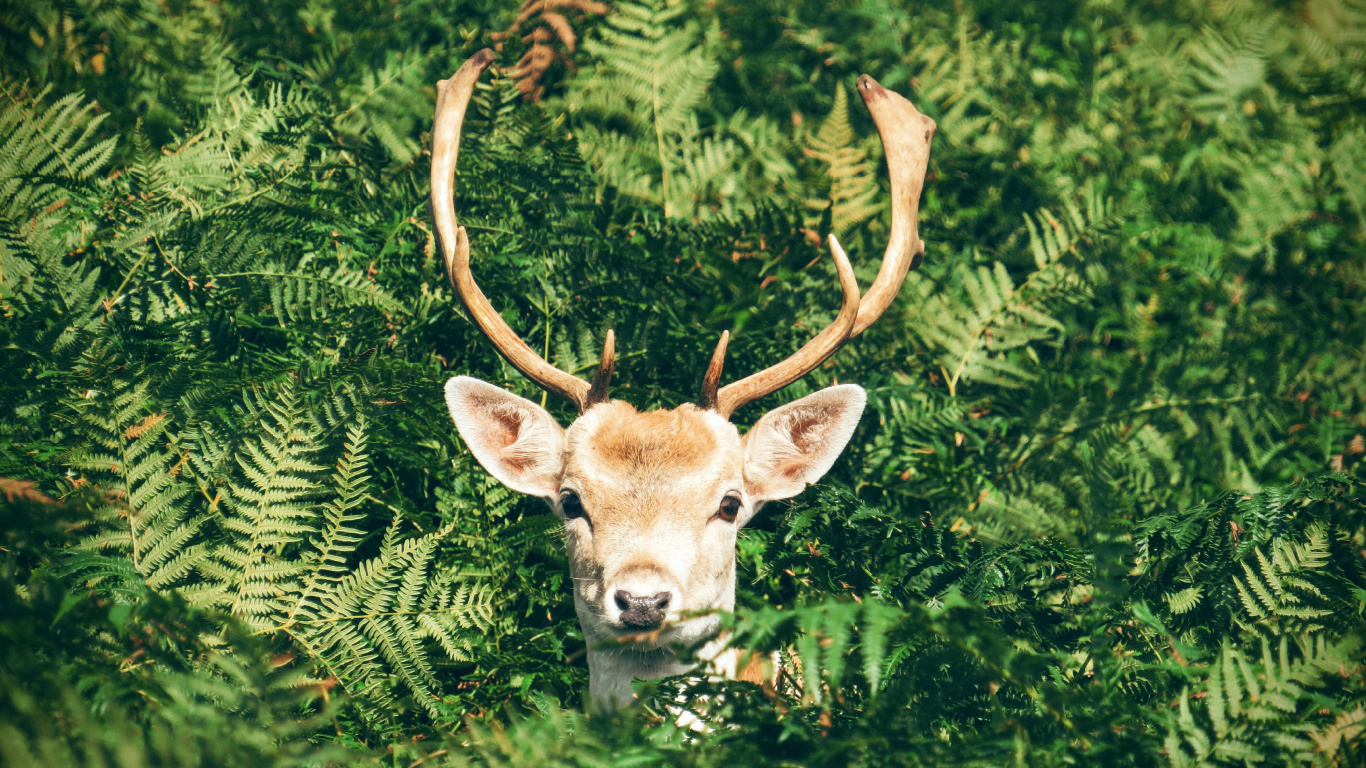 Plants Animals, Deer, European Fallow Deer, Roe Deer, Antler. Wallpaper in 1366x768 Resolution
