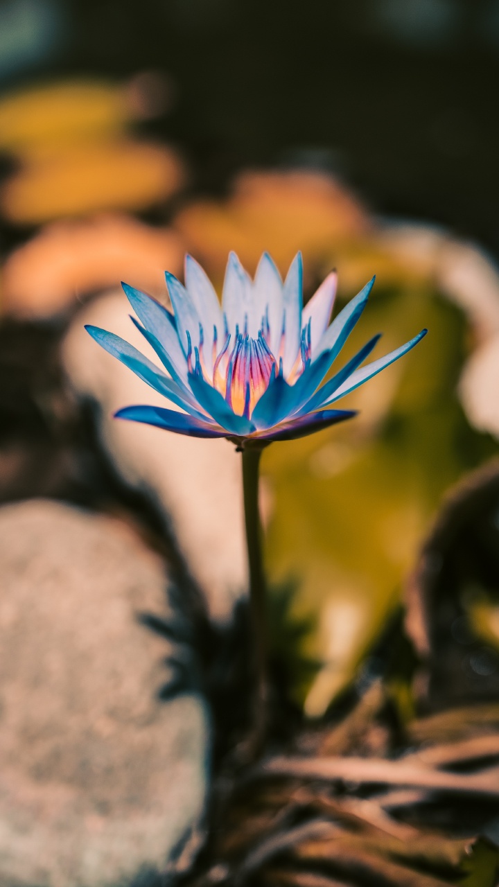 Blaue Blume Auf Braunem Felsen. Wallpaper in 720x1280 Resolution