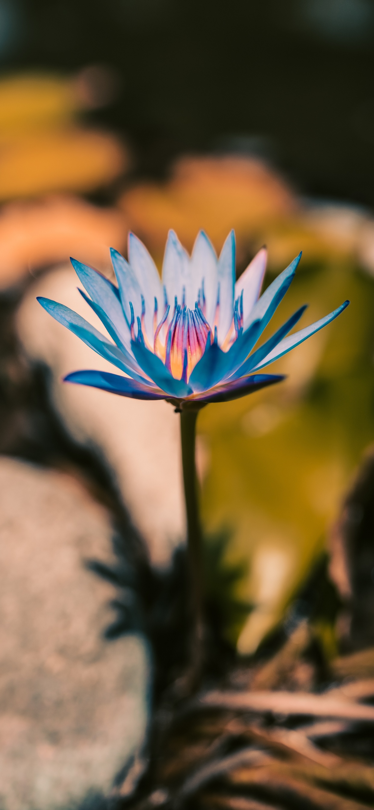 Fleur Bleue Sur la Roche Brune. Wallpaper in 1242x2688 Resolution
