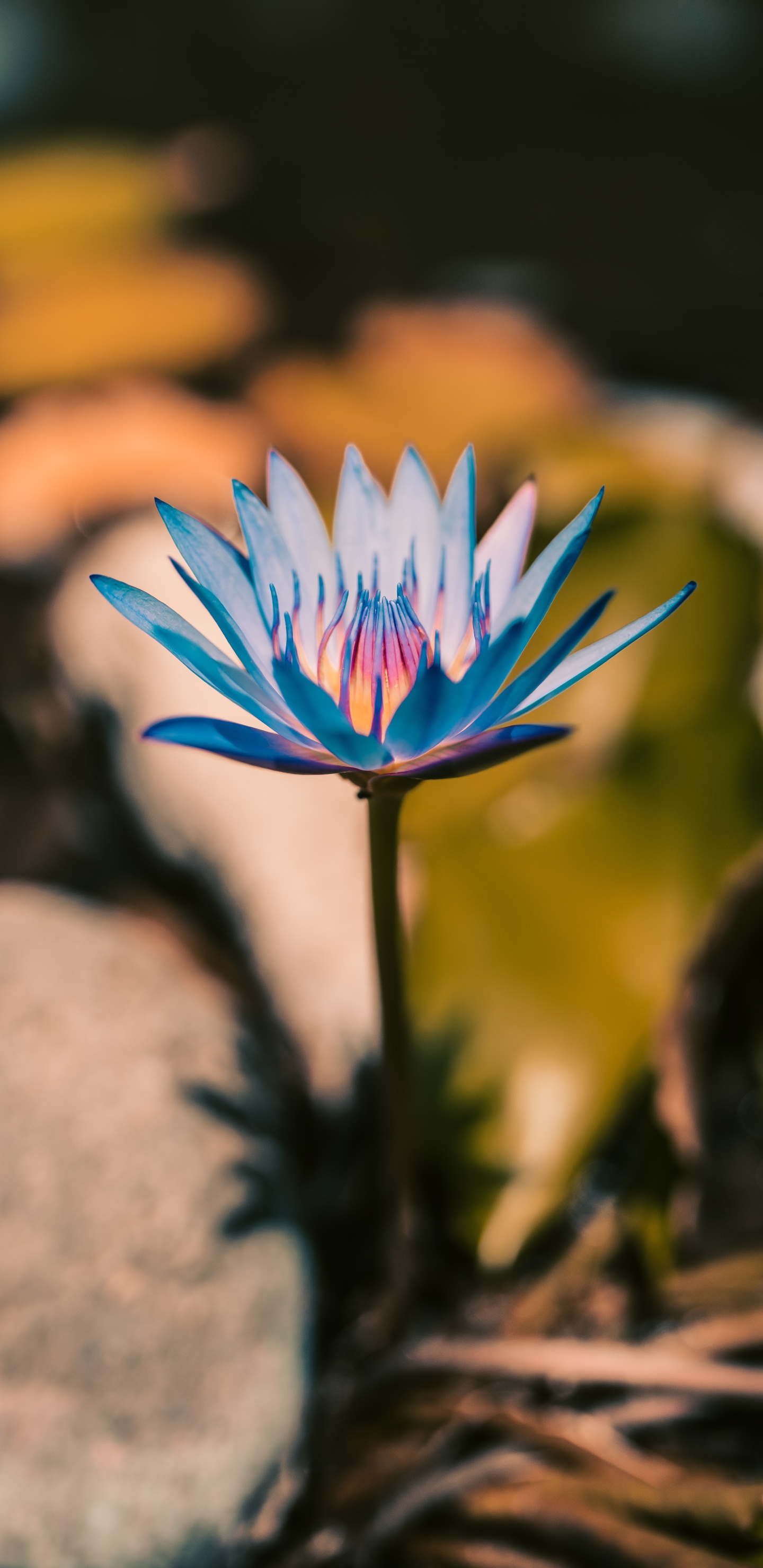 Fleur Bleue Sur la Roche Brune. Wallpaper in 1440x2960 Resolution