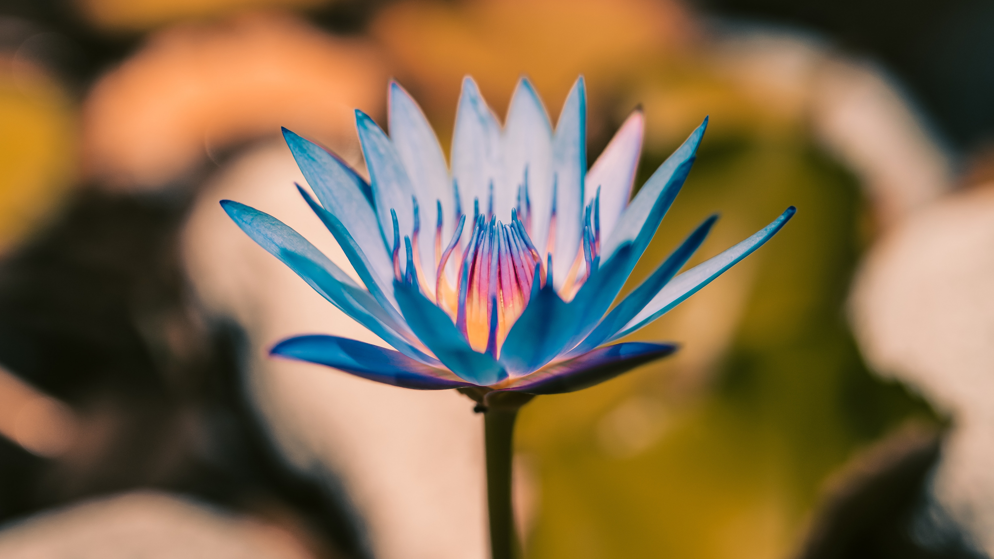 Blue Flower on Brown Rock. Wallpaper in 3840x2160 Resolution