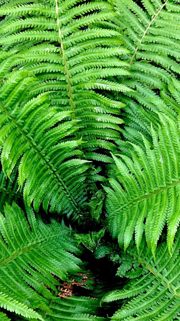 Vegetation, Fern, Leaf, Shrub, Branch. Wallpaper in 720x1280 Resolution