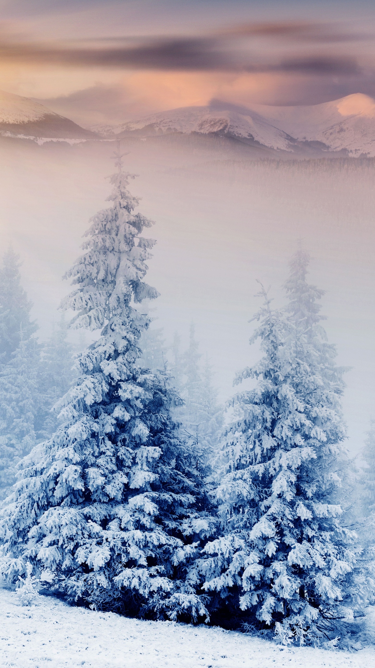 Pins Couverts de Neige Pendant la Journée. Wallpaper in 1440x2560 Resolution