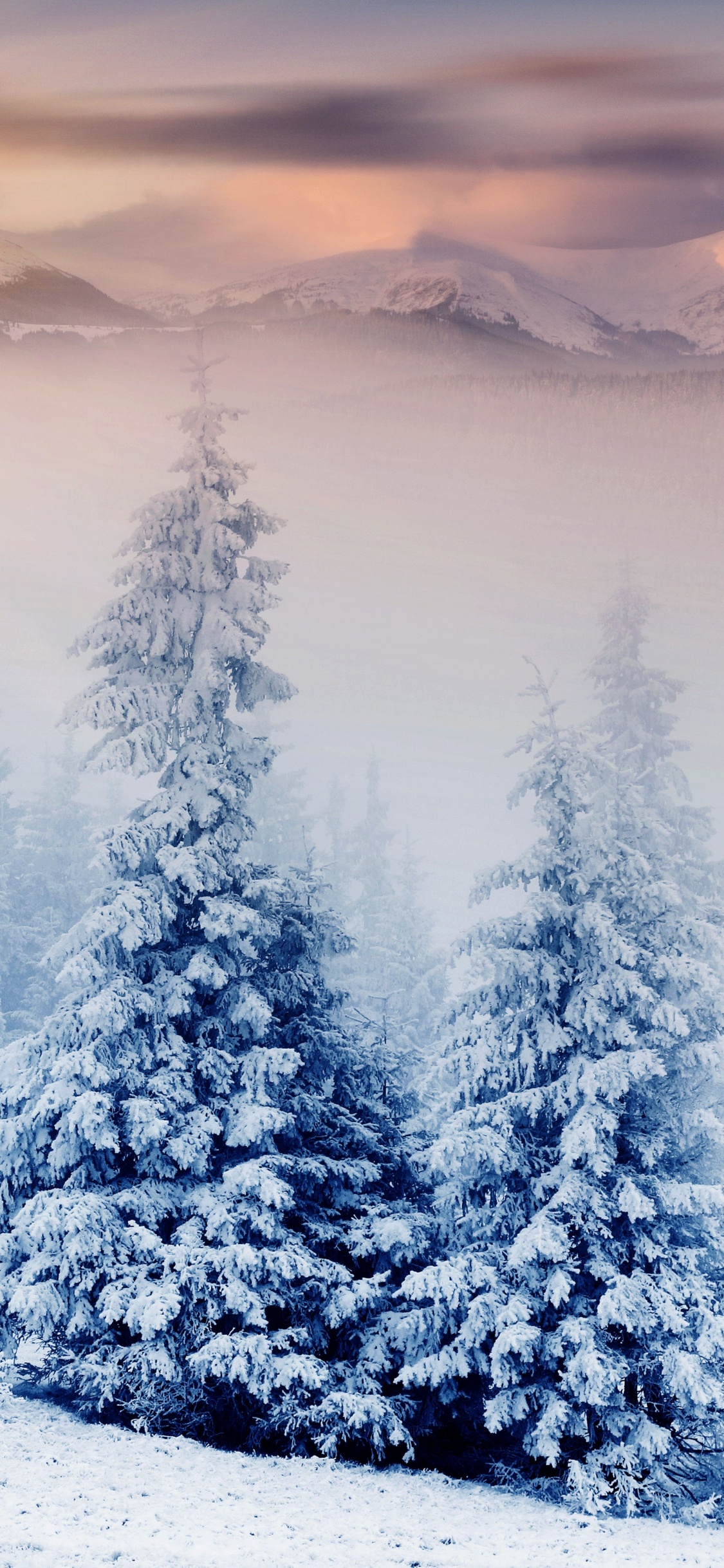 Snow Covered Pine Trees During Daytime. Wallpaper in 1125x2436 Resolution