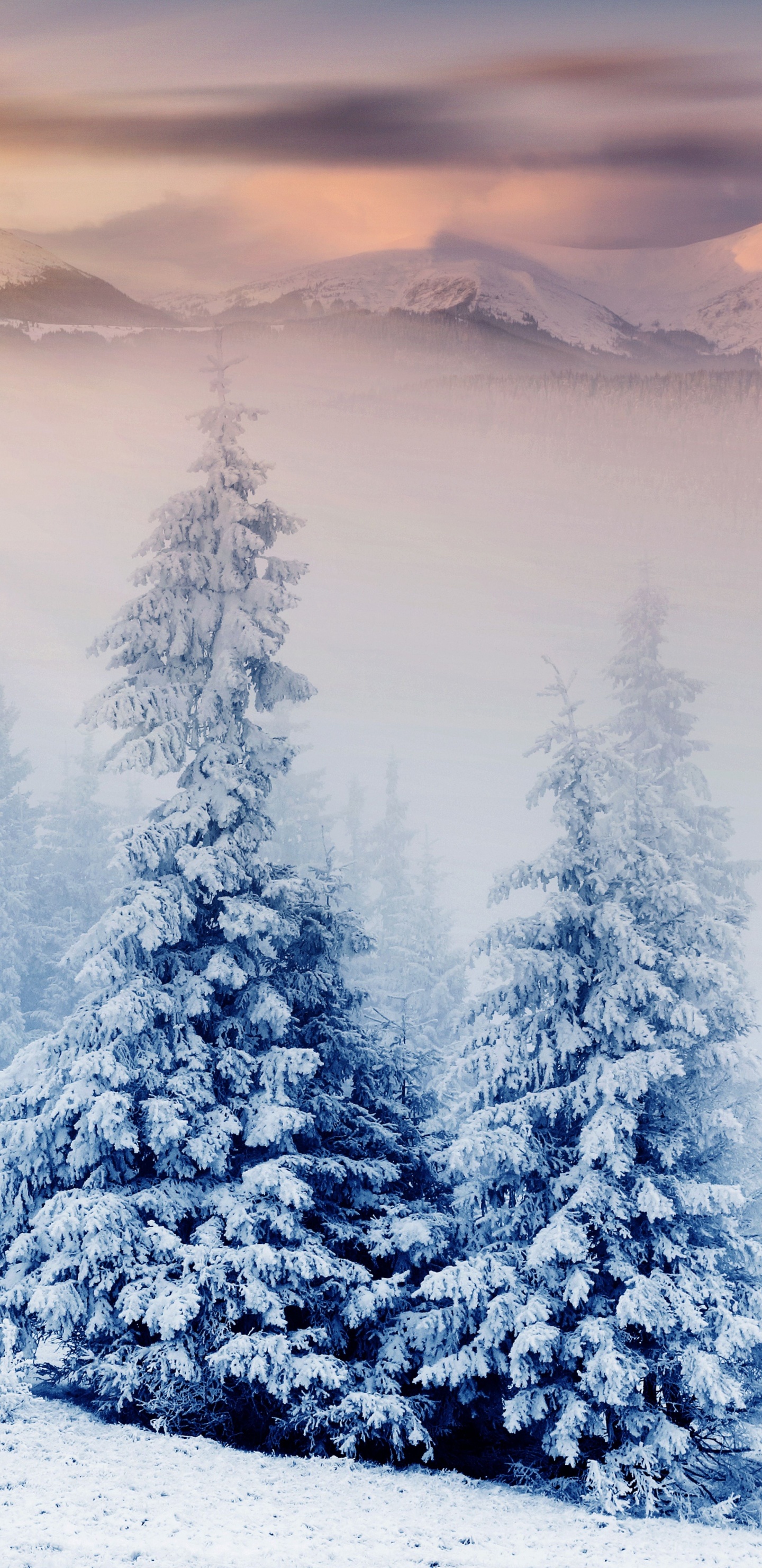 Download 1440x2960 Wallpaper Snow Covered Pine Trees During Daytime Snow Covered Pine Trees During Daytime. Wallpaper in 1440x2960 Resolution