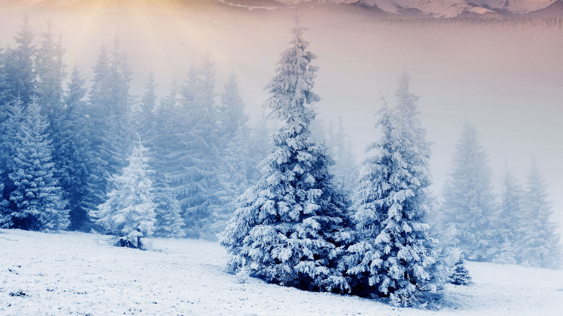 Snow Covered Pine Trees During Daytime. Wallpaper in 1920x1080 Resolution