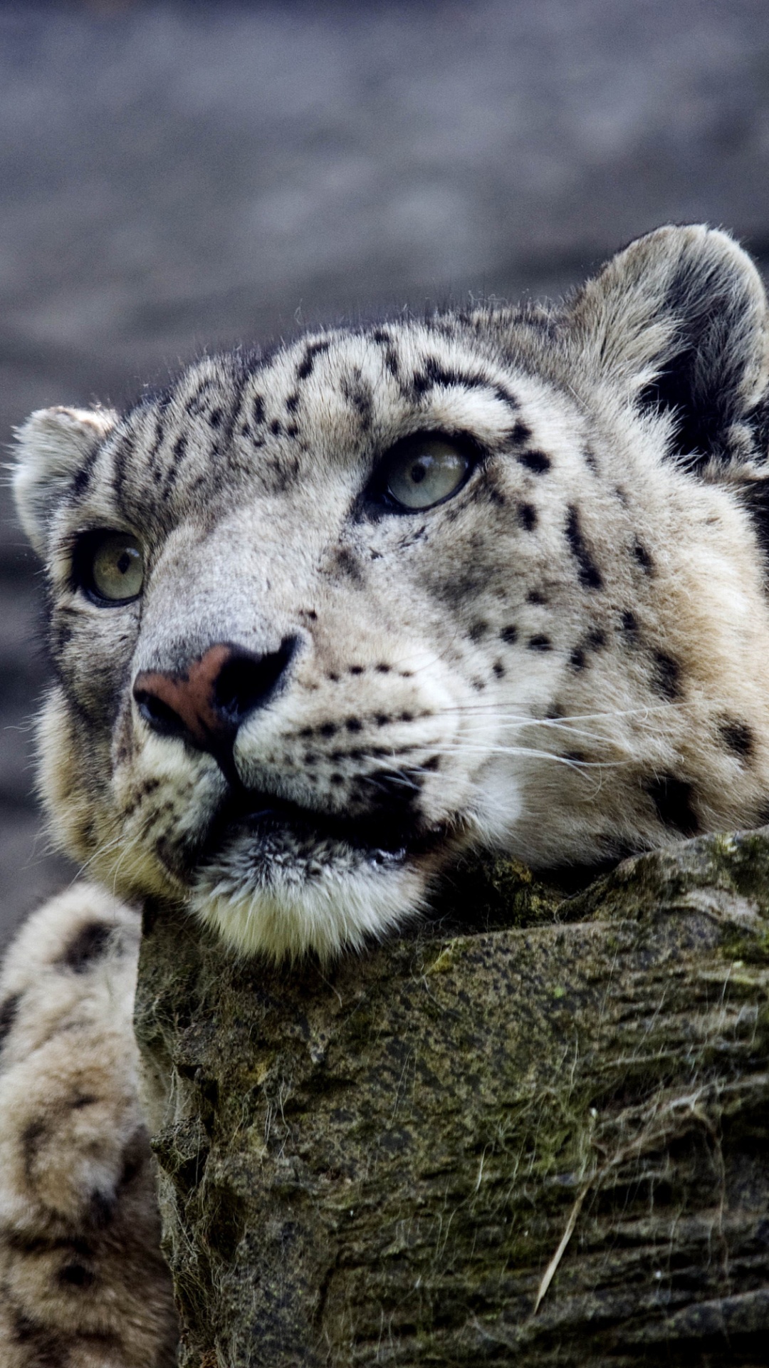 White and Black Leopard on Brown Tree Trunk. Wallpaper in 1080x1920 Resolution