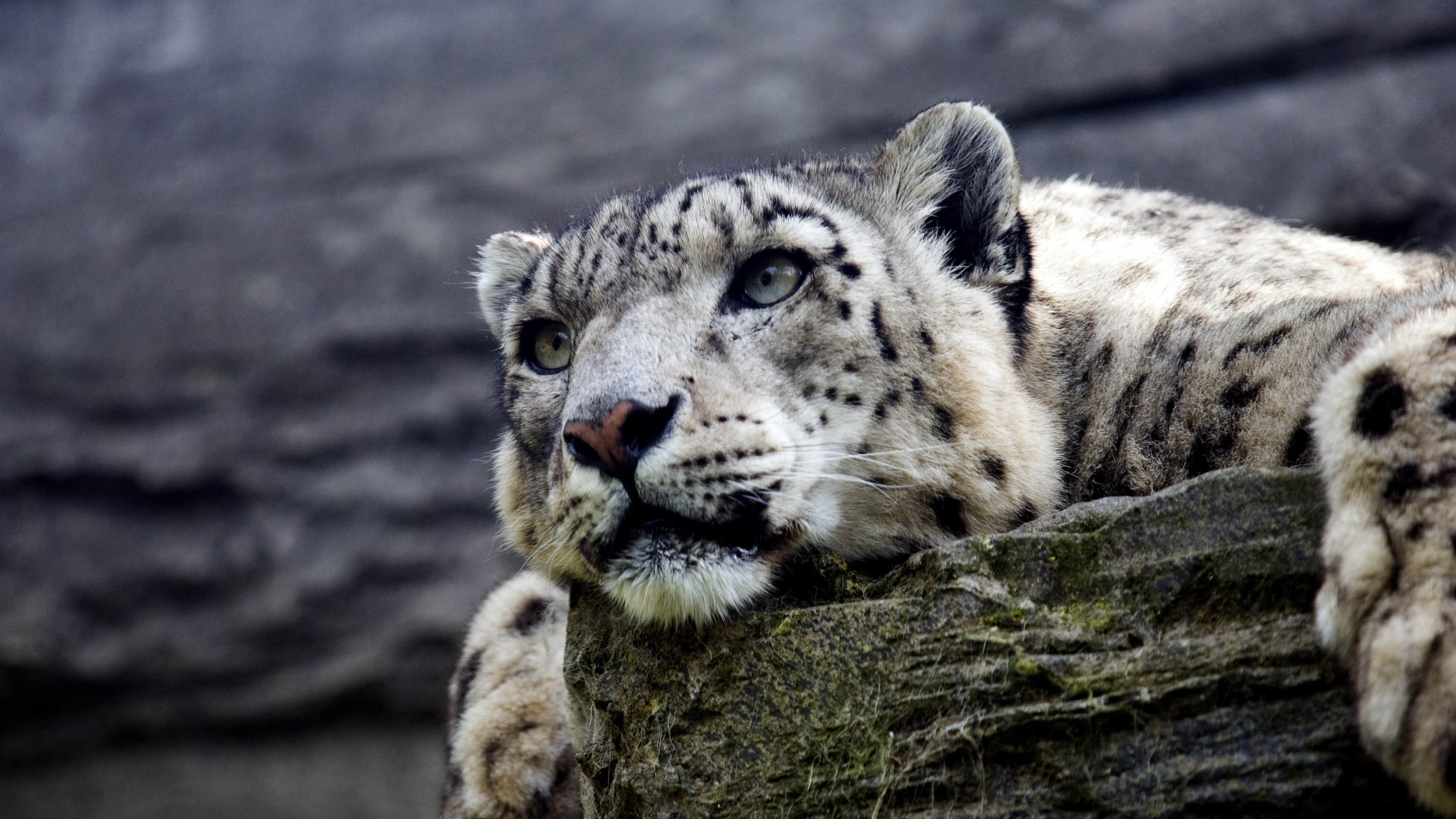 Leopardo Blanco y Negro en el Tronco de un Árbol Marrón. Wallpaper in 2560x1440 Resolution