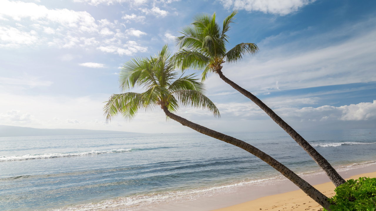 棕榈树, 夏威夷, 海岸, 海洋, 性质 壁纸 1280x720 允许