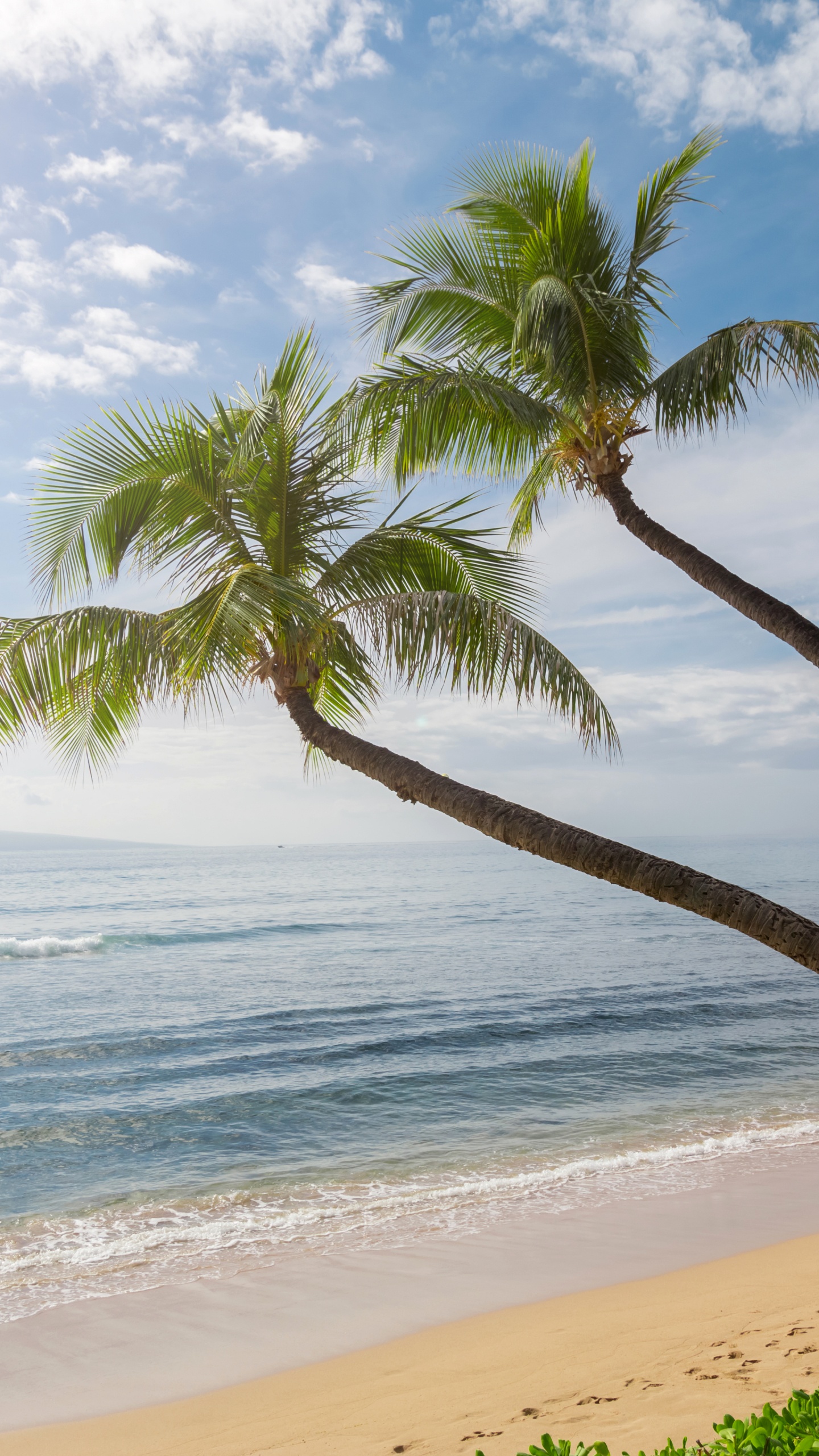 棕榈树, 夏威夷, 海岸, 海洋, 性质 壁纸 1440x2560 允许