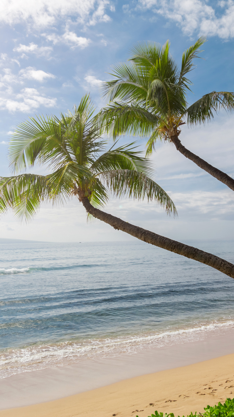 棕榈树, 夏威夷, 海岸, 海洋, 性质 壁纸 750x1334 允许