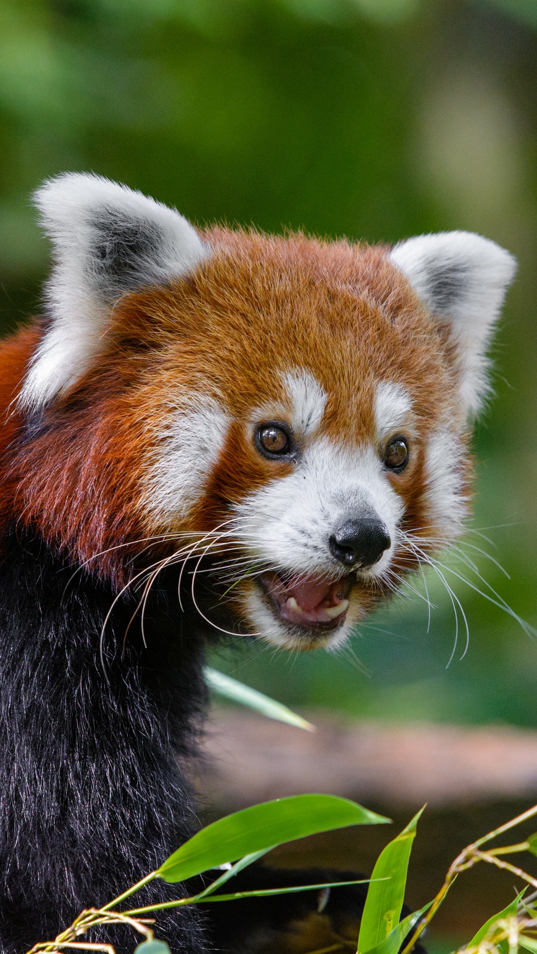 Red Panda on Tree Branch During Daytime. Wallpaper in 1080x1920 Resolution