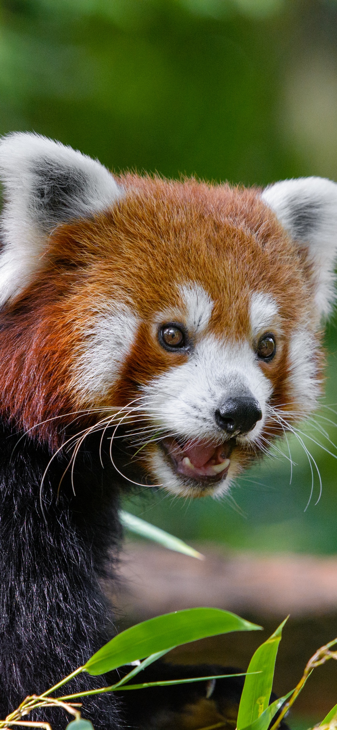 Red Panda on Tree Branch During Daytime. Wallpaper in 1125x2436 Resolution