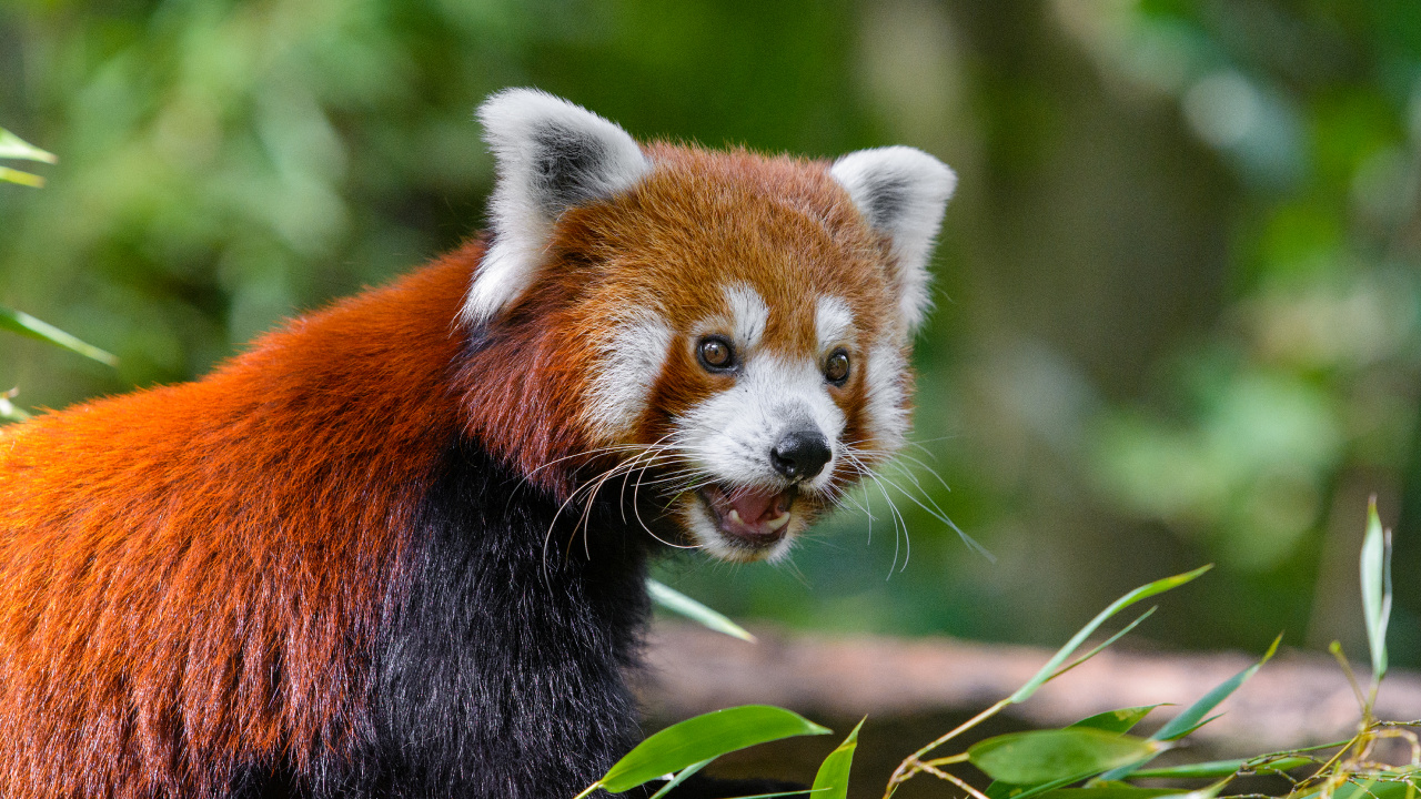 Red Panda on Tree Branch During Daytime. Wallpaper in 1280x720 Resolution