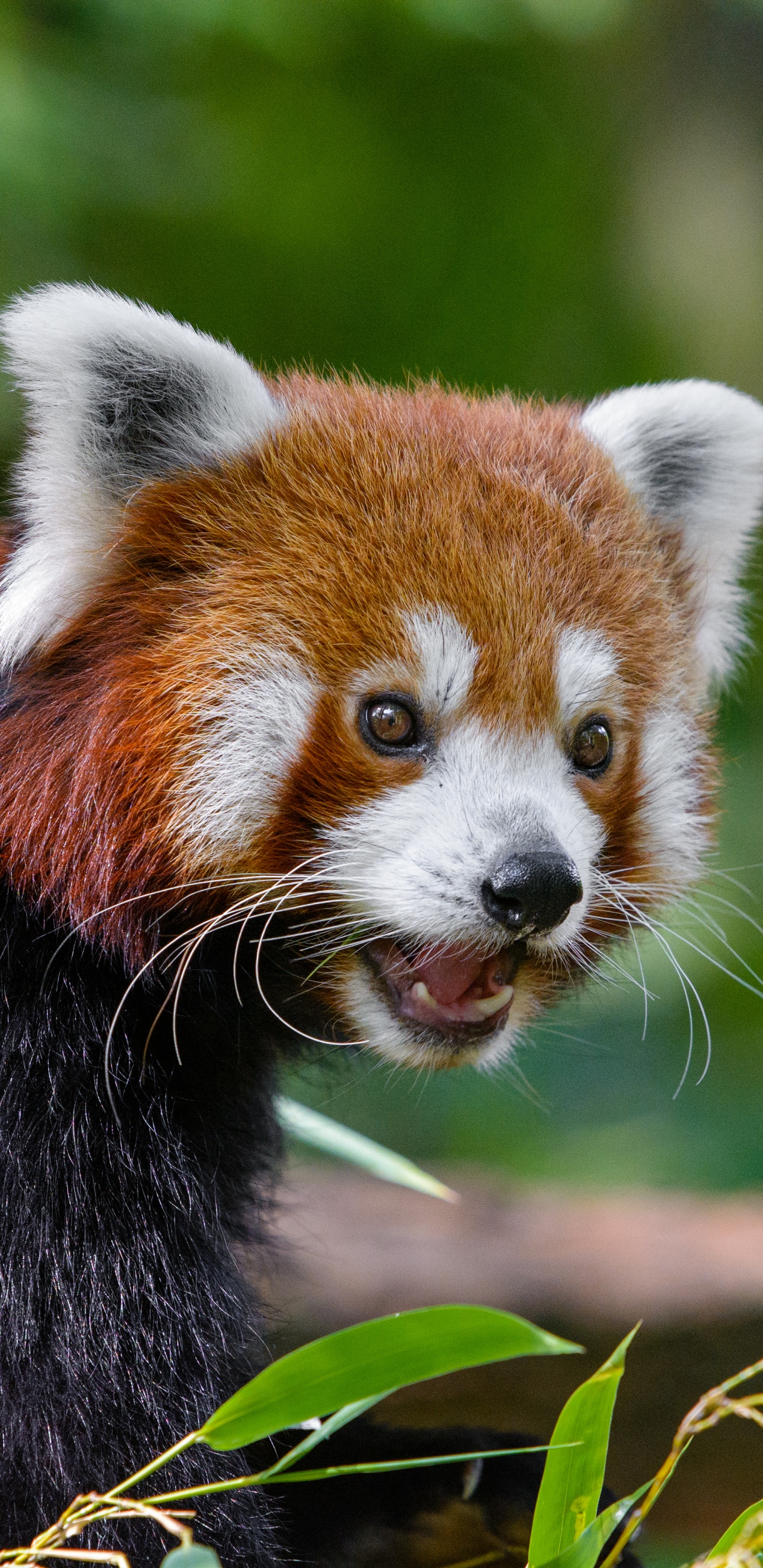 Red Panda on Tree Branch During Daytime. Wallpaper in 1440x2960 Resolution