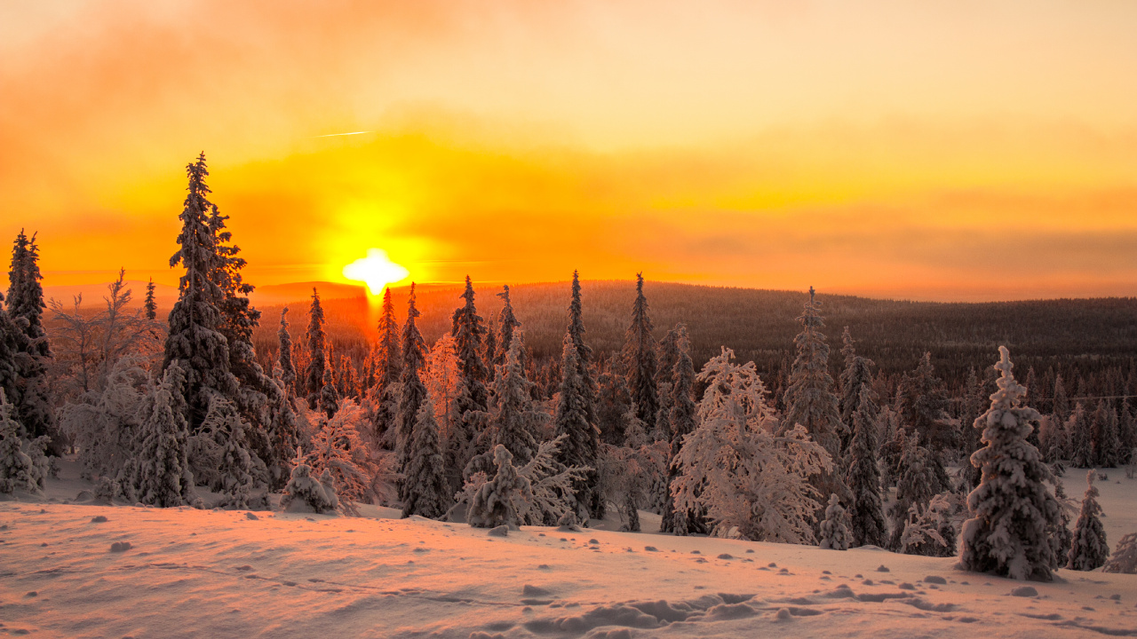 Schneebedeckte Bäume Bei Sonnenuntergang. Wallpaper in 1280x720 Resolution