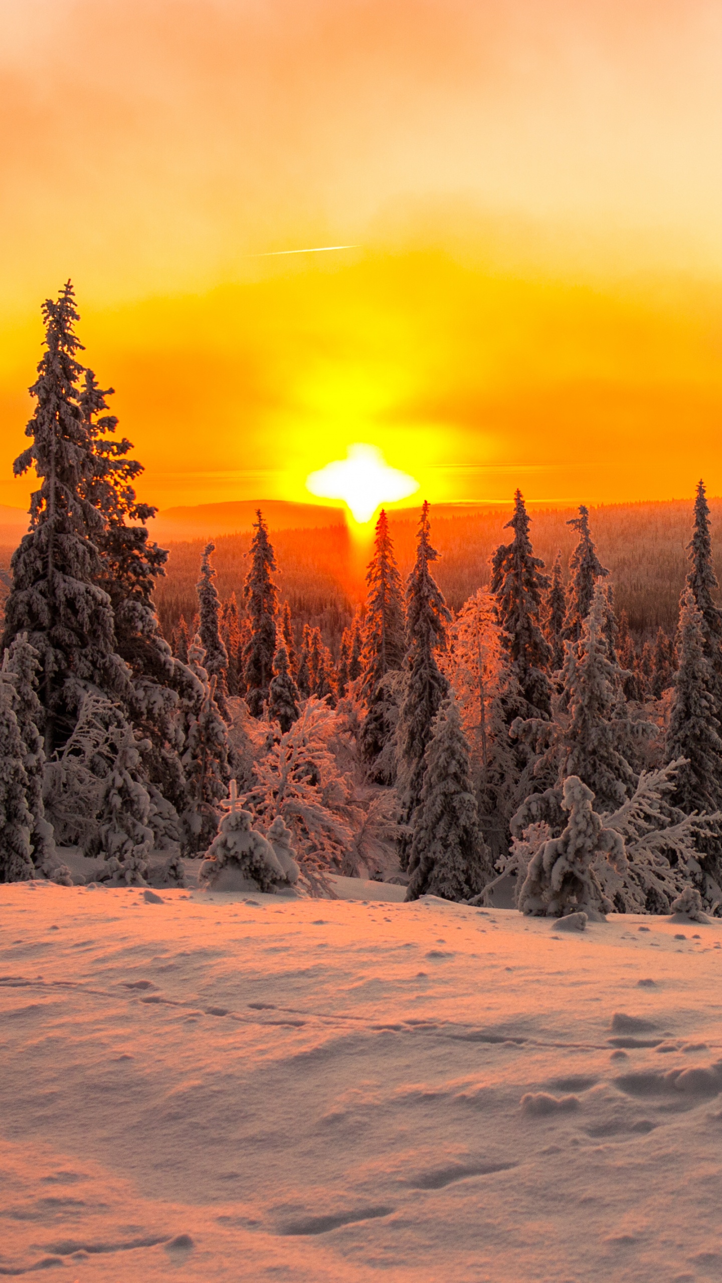 Schneebedeckte Bäume Bei Sonnenuntergang. Wallpaper in 1440x2560 Resolution