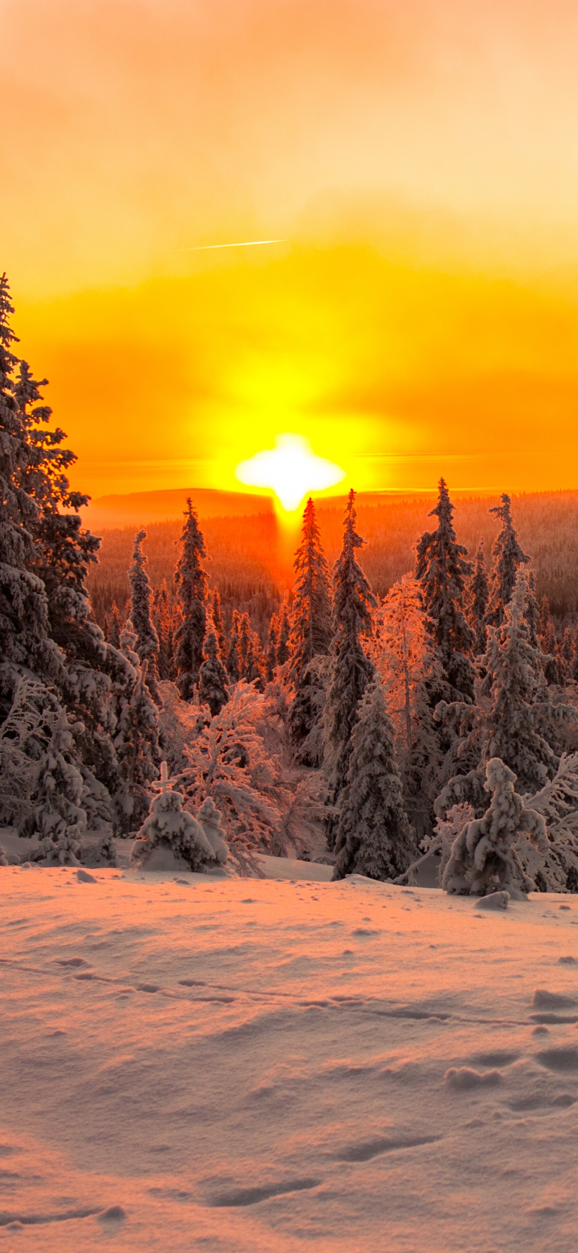 Árboles Cubiertos de Nieve Durante la Puesta de Sol. Wallpaper in 1125x2436 Resolution