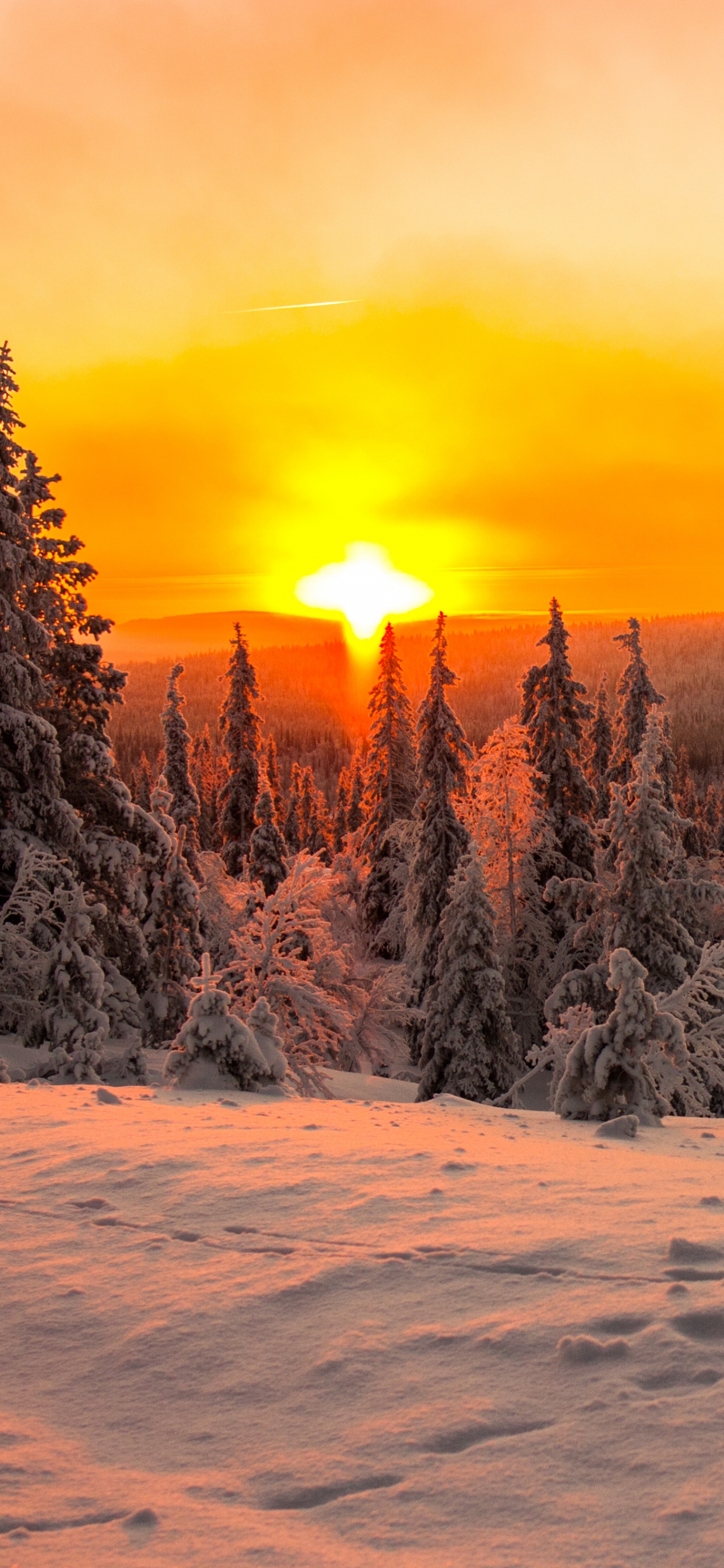 Árboles Cubiertos de Nieve Durante la Puesta de Sol. Wallpaper in 1242x2688 Resolution