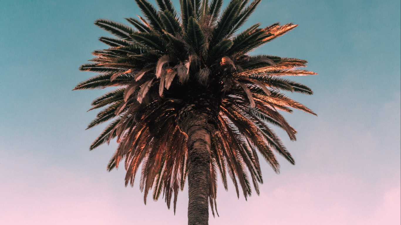Palmera Verde Bajo un Cielo Azul Durante el Día. Wallpaper in 1366x768 Resolution